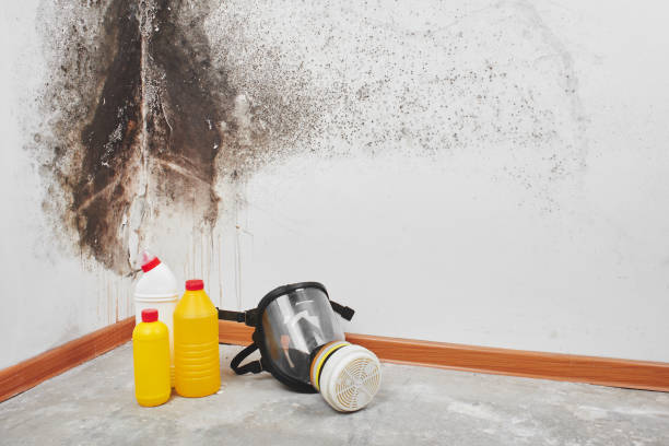 Best Industrial Mold Remediation in Alum Creek, WV