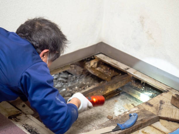 Best Crawl Space Mold Remediation in Alum Creek, WV