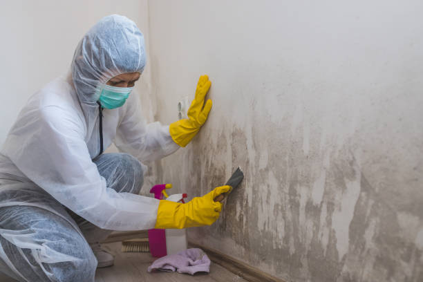 Best DIY Mold Remediation Support Services in Alum Creek, WV
