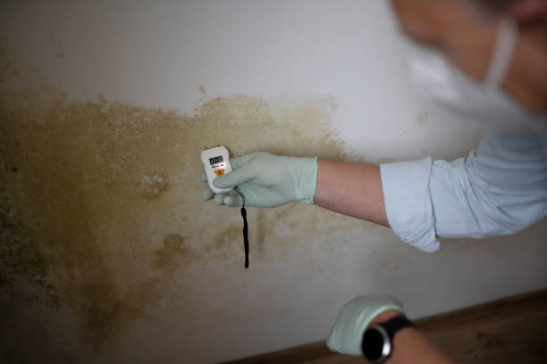 Best Mold Remediation for Specific Building Types in Alum Creek, WV