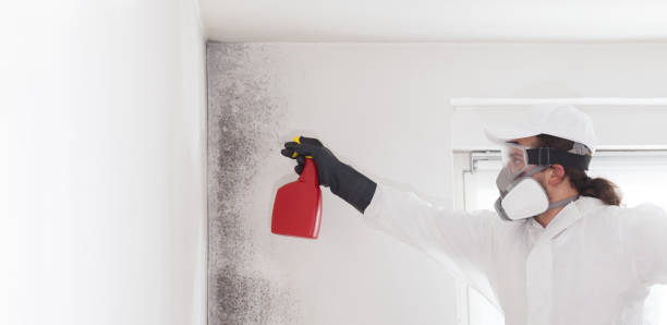 Best Attic Mold Remediation in Alum Creek, WV