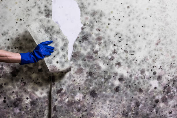 Best Bathroom Mold Remediation in Alum Creek, WV